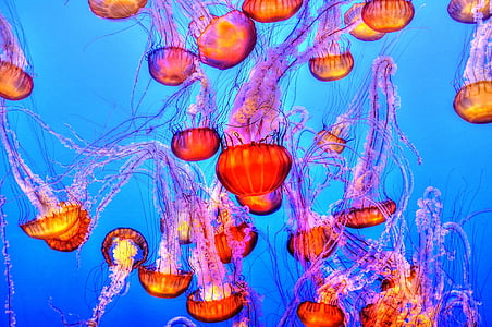 jellyfishes in water thumbnail