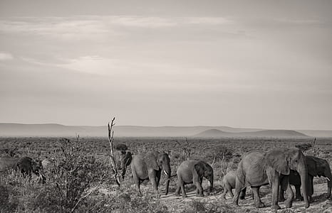 group of elephant on grass field thumbnail