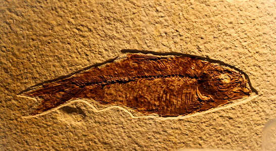 Fossil of Fish thumbnail