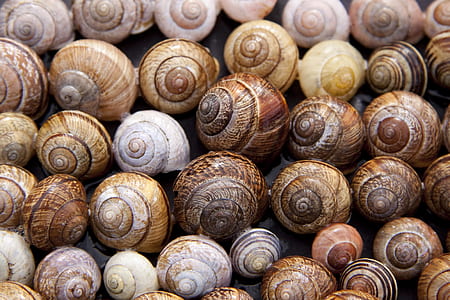 brown sea shell lot thumbnail