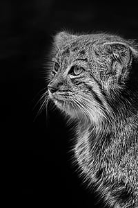gray gcat thumbnail