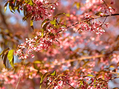 nature, flowers, branches, petals thumbnail