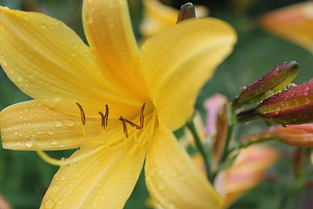 Yellow Petaled Flower thumbnail