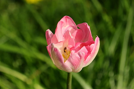 pink petaled flower thumbnail