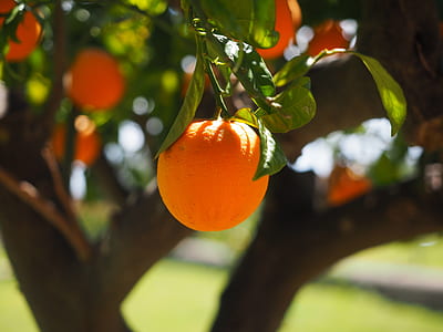 selective focus photography of orange fruit thumbnail