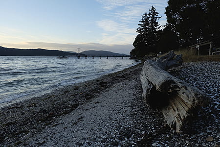 brown log beside shore thumbnail