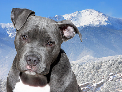 blue and white American Bully near glacier mountain at daytime thumbnail