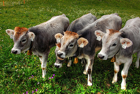 photo of four white cattle thumbnail