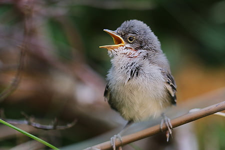 gray bird perched on the tree thumbnail