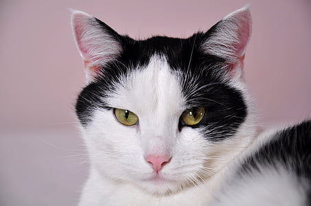 short-fur white and black cat looking straight to the camera thumbnail