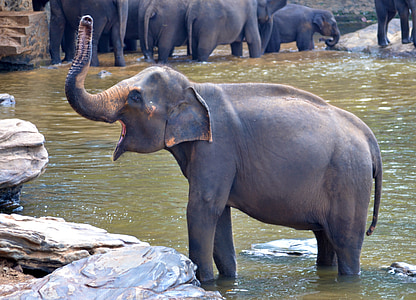 elephant calf on water near its herd during day thumbnail