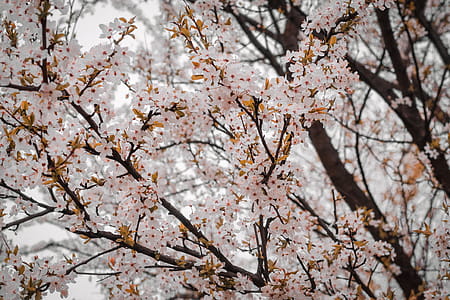 Close-Up Photography of Cherry Blossom thumbnail