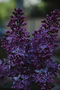 Selective Focus Photo of Purple Petaled Plant thumbnail