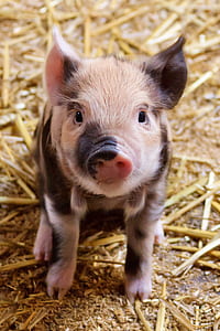 closeup photo of brown and black pig thumbnail