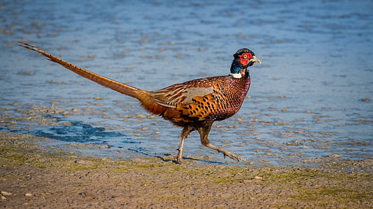 brown bird walking near body of water thumbnail