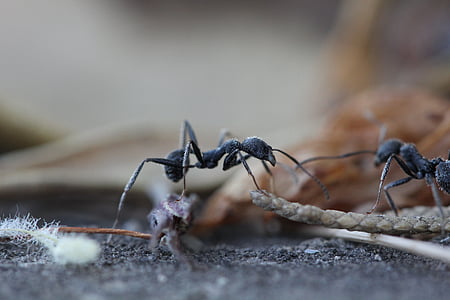 two black ant on ground macro photography thumbnail