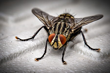 Closeup Photo of Black and Gray Housefly on White Surface thumbnail