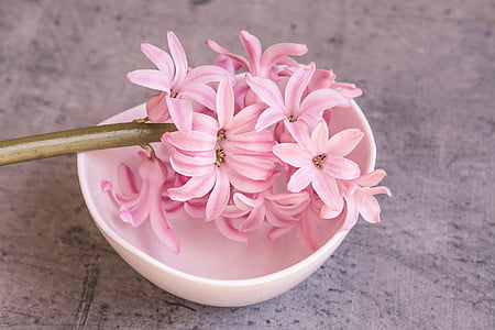 pink flower on white bowl thumbnail