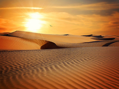 bird flying on desert during daytime thumbnail
