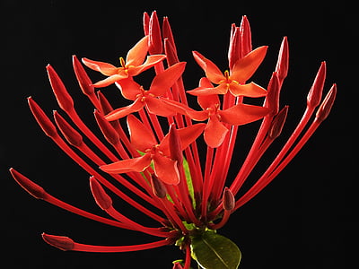 red ixora flower thumbnail