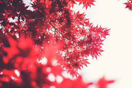 red tree thumbnail