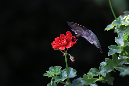 gray hummingbird thumbnail