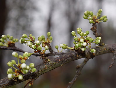macro photography of green leaf tree thumbnail