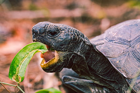 shallow focus photography of turtle eating leaf thumbnail