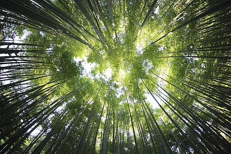 worm's eye view of green bamboo trees thumbnail
