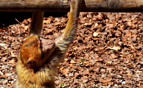 Barbary Ape, Endangered Species thumbnail