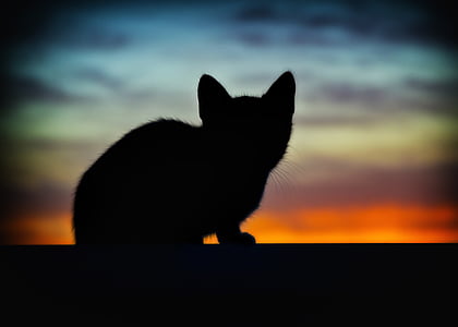 silhouette of kitten thumbnail