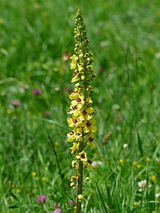 Black Mullein, Verbascum Nigrum thumbnail