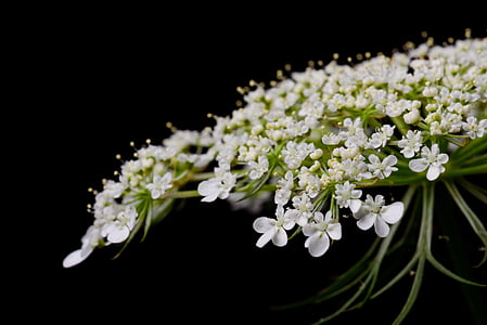 shallow focus photography of white flowers thumbnail