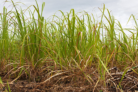 green grass thumbnail