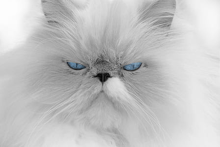 grayscale photo of Persian cat thumbnail