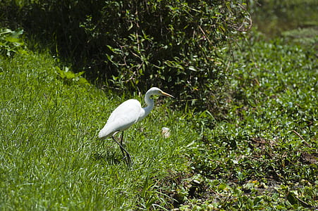 bird, animal, grass, beak thumbnail