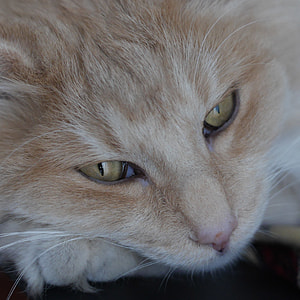 Norwegian Forest Cat thumbnail