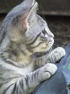 gray and white tabby cat thumbnail