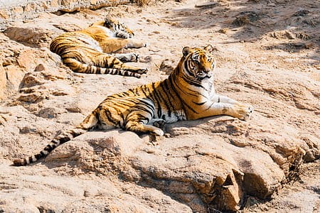 two tigers basking under the sun thumbnail