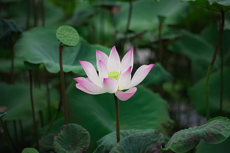closeup photo of pink lotus flower thumbnail