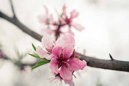 tilt shift photo of purple petaled flower thumbnail