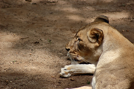 brown lioness thumbnail