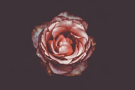 close shot of pink rose thumbnail