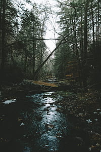 river surrounded with trees thumbnail