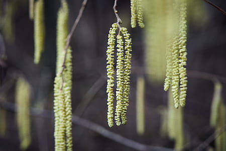 shallow focus photography of green leafed tree thumbnail