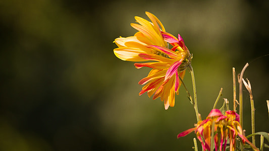 Withered Flower, Withering Mum thumbnail