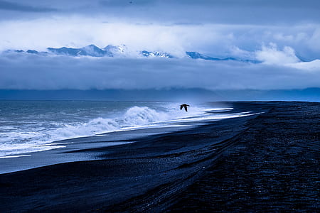 photography of flying bird on seashore thumbnail