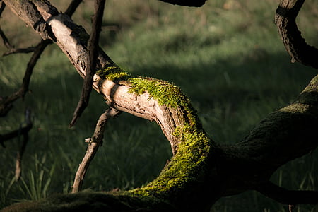 moss on tree thumbnail