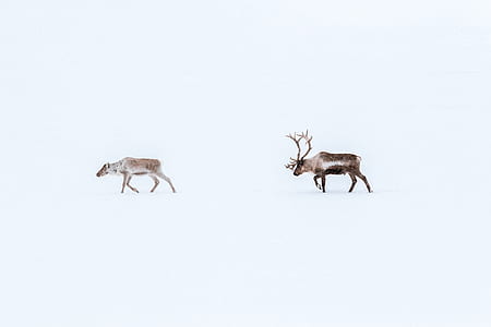 two deers walking on snow field during daytime thumbnail