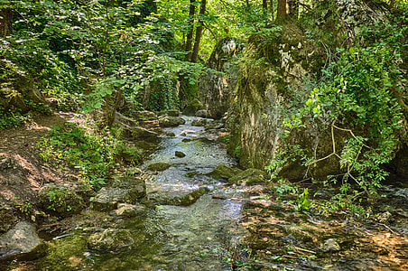 river flowing between green plants thumbnail